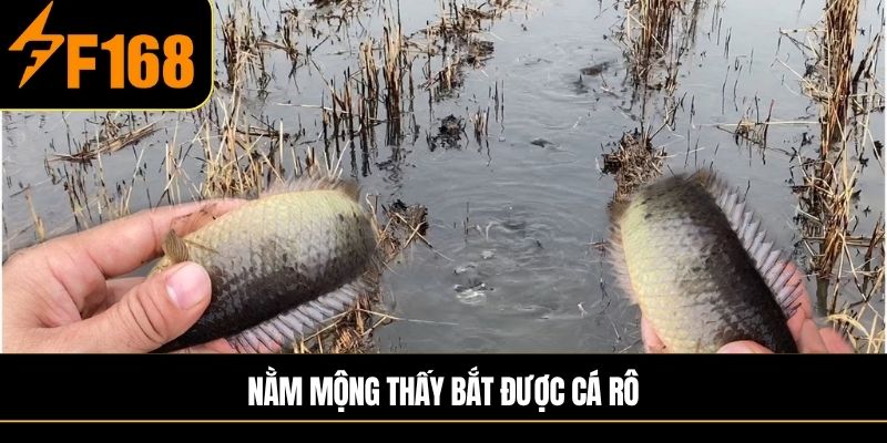 Nằm mộng thấy bắt được cá rô