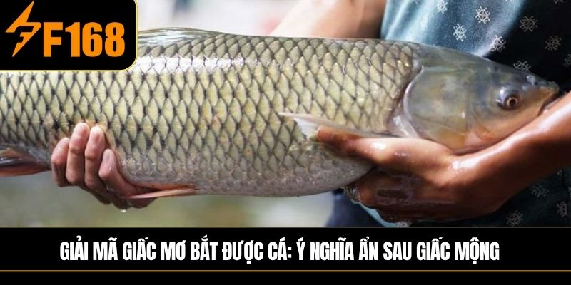 Giải mã giấc mơ bắt được cá: Ý nghĩa ẩn sau giấc mộng 